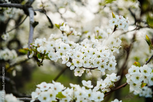 Blooming pear flower, very beautiful