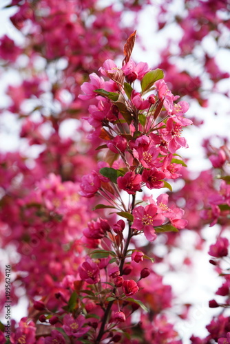 The blooming begonia flowers are in spring.