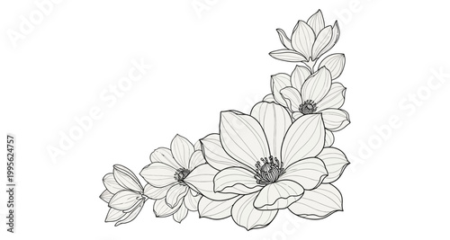 Delicate magnolia flowers arranged in a corner flourish with fine line art detail