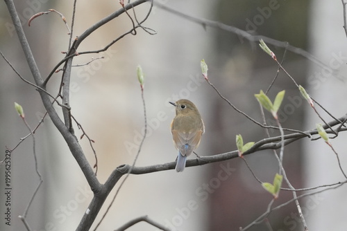枝にとまるルリビタキ