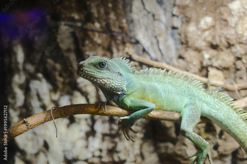 Fototapeta premium Radiant Asian Water Dragon on branch, scales shimmer as it vigilantly observes its tropical world in daylight.