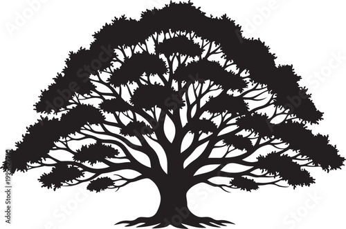 Silhouette of a Large Spreading Oak Tree with Detailed Branches and Roots Isolated on White Background