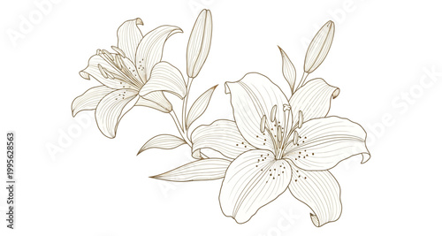 Elegant lily flowers with delicate linework against a clean white background