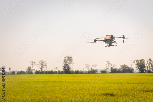 Smart farming with drones, Agricultural drones fly to spread fertilizer in rice fields in the morning.