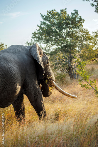 African bush elephant tusker eating grass in savannah in Greater Kruger National park, South Africa ; Specie Loxodonta africana family of Elephantidae