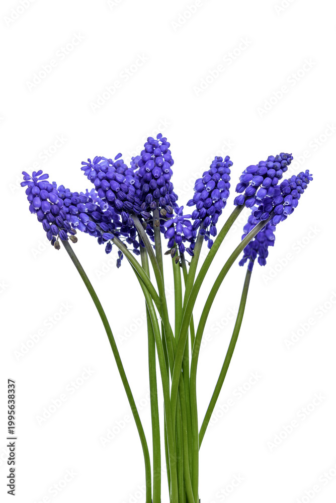 Obraz premium blue hyacinth isolated on white