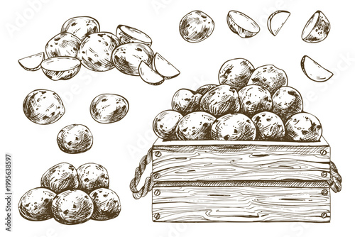 Baby potato hand drawn illustration collection. Sketches of potato tubers and slices in wooden crate. Ink line art design for agriculture, vegetable market, organic food and cooking.