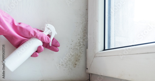 Obraz na plátne Person in pink gloves cleaning mold on window sill and walls using antifungal spray