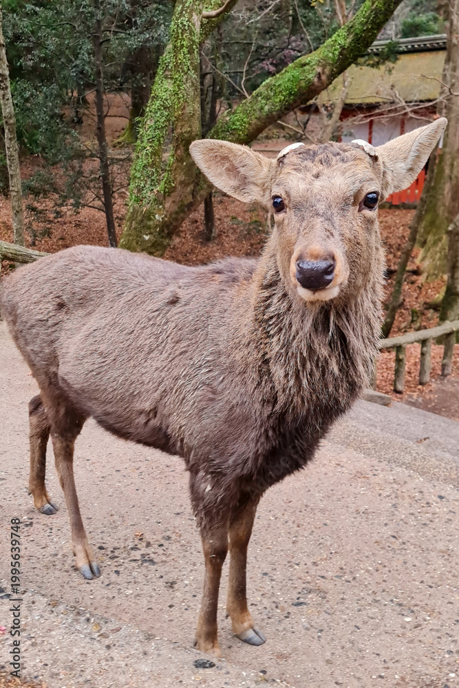 Fototapeta premium Sacred Deer Resting Near Famous Nara Temple 