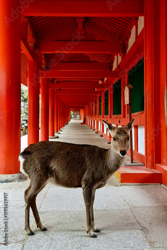 Sacred Deer Wandering Through Among Red Torrii and Stone Lanterns in Nara Japan