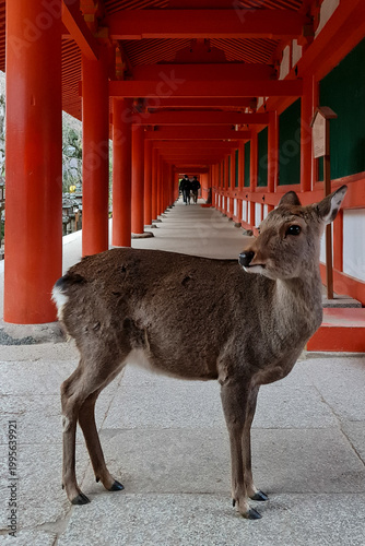 Sacred Deer Wandering Through Among Red Torrii and Stone Lanterns in Nara Japan