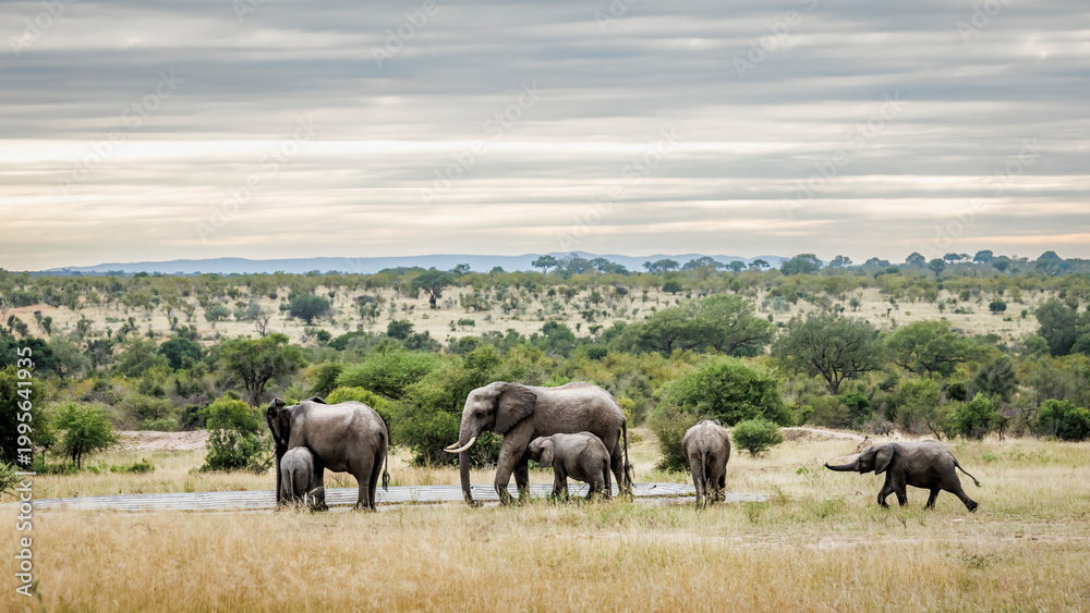 Obraz premium Small group of African bush elephants with calfs suckling in Greater Kruger National park, South Africa ; Specie Loxodonta africana family of Elephantidae