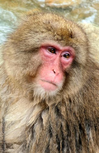 Japanese Snow Monkeys in Jigokudani Winter, Nagano