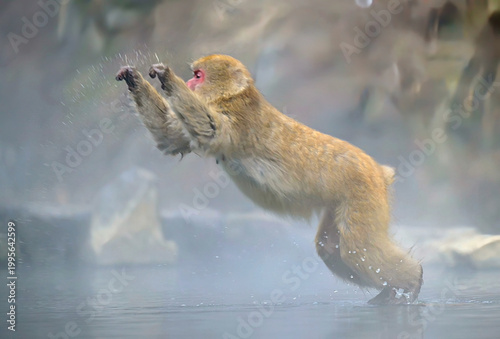 Japanese Snow Monkeys in Jigokudani Winter, Nagano