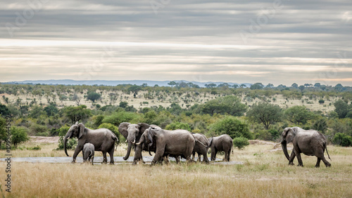 Small group of African bush elephants with calfs suckling in Greater Kruger National park, South Africa ; Specie Loxodonta africana family of Elephantidae