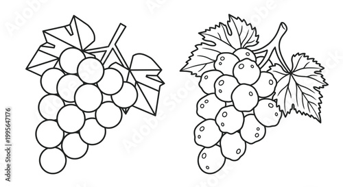 Simple black and white illustration of two bunches of grapes