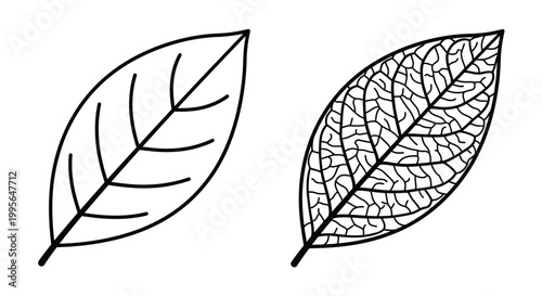 Two detailed line drawings of leaves with visible vein structures