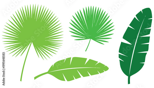Set of Tropical leaves. Collection black leaves palm, fan palm, banana leaves. Nature leaves collection. Vector