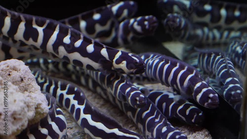 Group of zebra moray eel swimming together