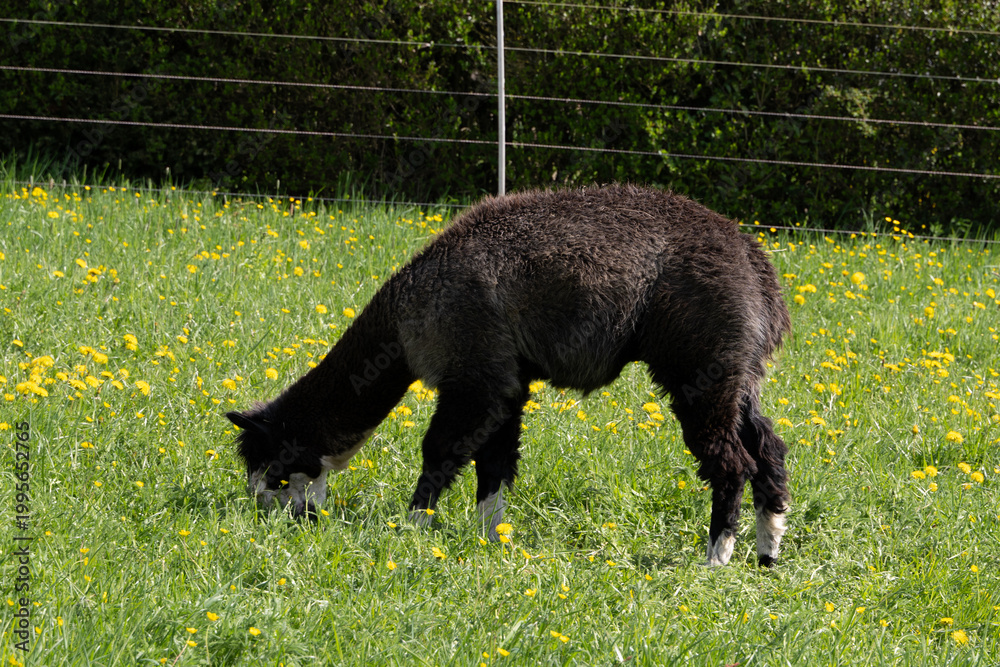 Obraz premium alpaka tier natur lama