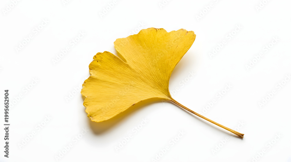 Naklejka premium Yellow Ginkgo Leaf on White Background