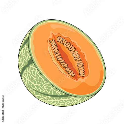 A vibrant illustration of a ripe cantaloupe melon, cut in half to reveal its juicy orange flesh and numerous seeds.