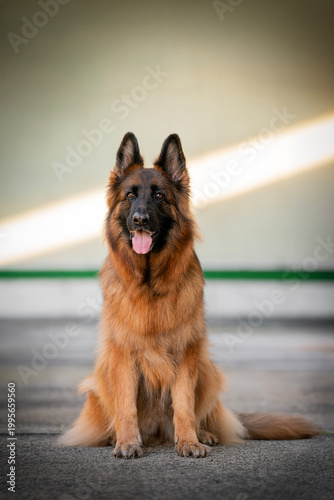 Old German Shepherd Dog photography