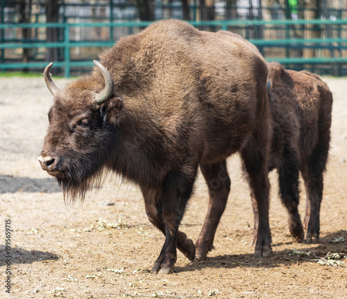 Bison with thick, dark brown fur walks across dry ground