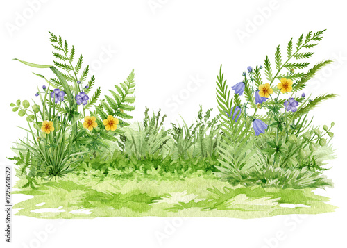 Grass with wildflowers background clipart watercolor illustration, hand drawn meadow plants for landscape design, natural greenery element, spring floral base, png isolated on background.