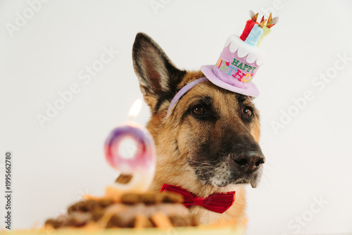 Foto German shepherd dog in birthday hat and bow tie with cake number nine lit candle in foreground