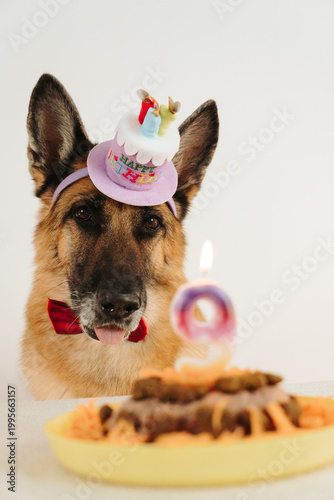 Canvas Print Happy German shepherd dog in birthday hat and bow tie with cake and number nine lit candle in foreground