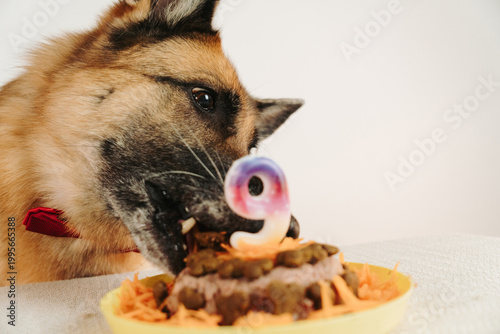 Canvas Print German shepherd dog biting birthday cake with number nine candle