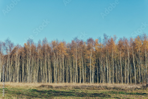 Birch trees in a row