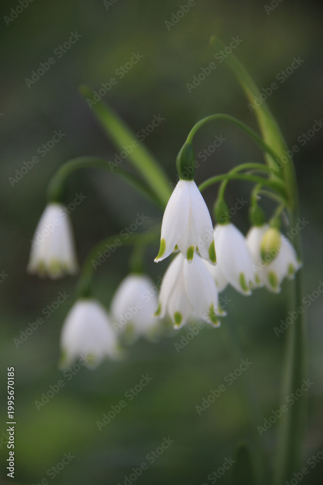 Fototapeta premium Spring snowflake flowers in soft natural light with shallow depth of field