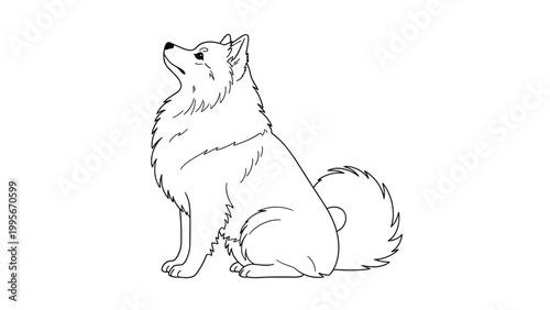Simple line drawing of a fluffy dog breed like a Samoyed or Spitz sitting and looking up with its tail curled over its back.