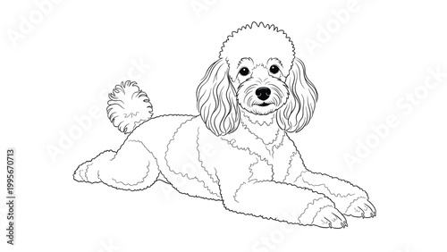 Elegant black and white line drawing of a toy poodle lying down comfortably with its paws stretched out in front for an animal sketch book.