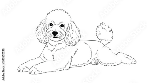 Minimalist line drawing of a curly haired poodle dog comfortably lying down and relaxing on a clean white background.