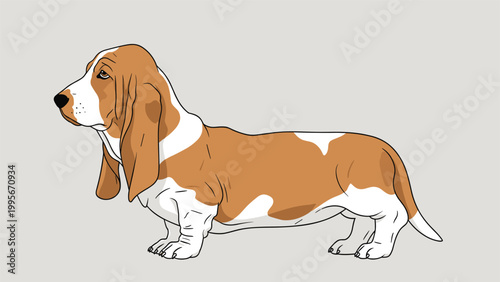 Illustration of a tan and white basset hound dog standing on a light grey background showing its long ears and short legs.