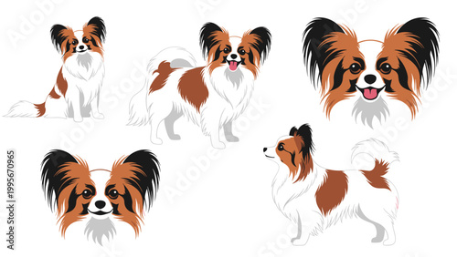 Beautiful papillon dog illustrations including full body side views and portraits showing the distinctive butterfly ears of the breed.