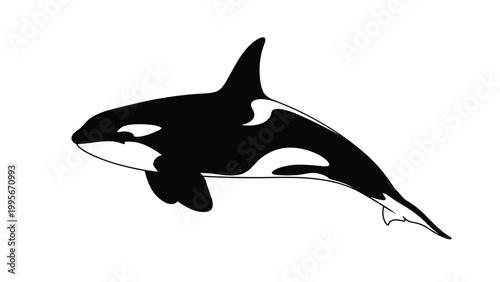 Black and white vector illustration of an orca or killer whale jumping through the air against a plain white background.