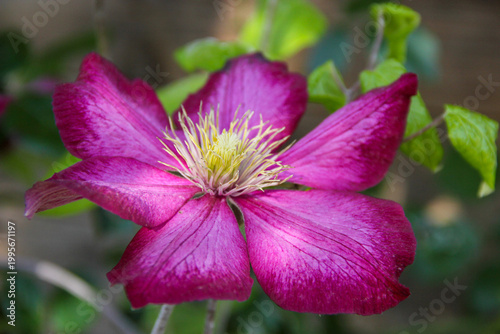 Close-up of pink clematis flower with soft natural background