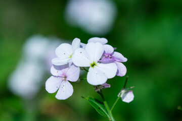 plants and flowers