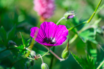 plants and flowers
