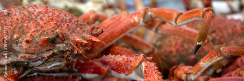 Photos Panorama of fresh cooked Spider crabs on a fishmonger stall at fish market