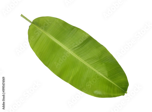 Green banana leaves on a transparent background.