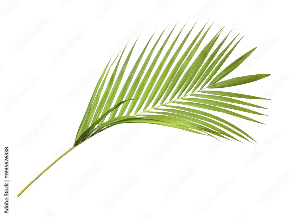 Obraz premium Green palm leaf on transparent background