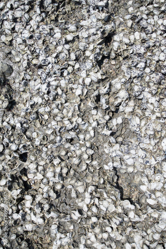 Oyster shells on the rock in the sea. Natural background