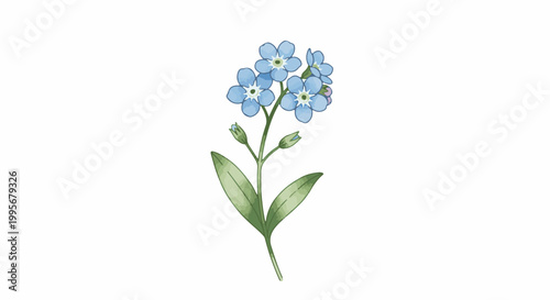 Watercolor illustration of a delicate blue forget-me-not flower on a white background