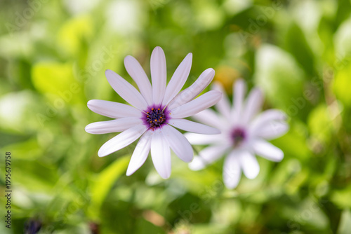 Billede på lærred Gros plan sur des marguerites africaines