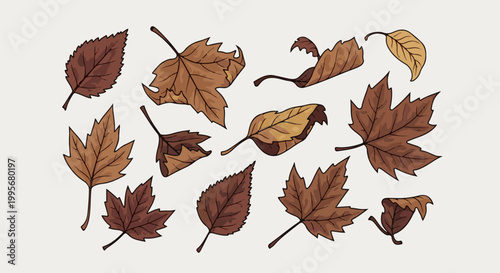 Various fallen autumn leaves, depicted in shades of brown and ochre, scattered against a plain background